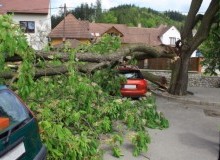 Kwikfynd Tree Cutting Services
callandoon