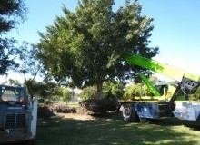 Kwikfynd Tree Management Services
callandoon