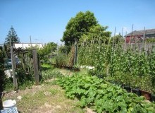 Kwikfynd Vegetable Gardens
callandoon